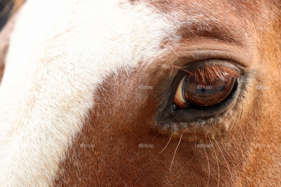 Horse eye closeup open 