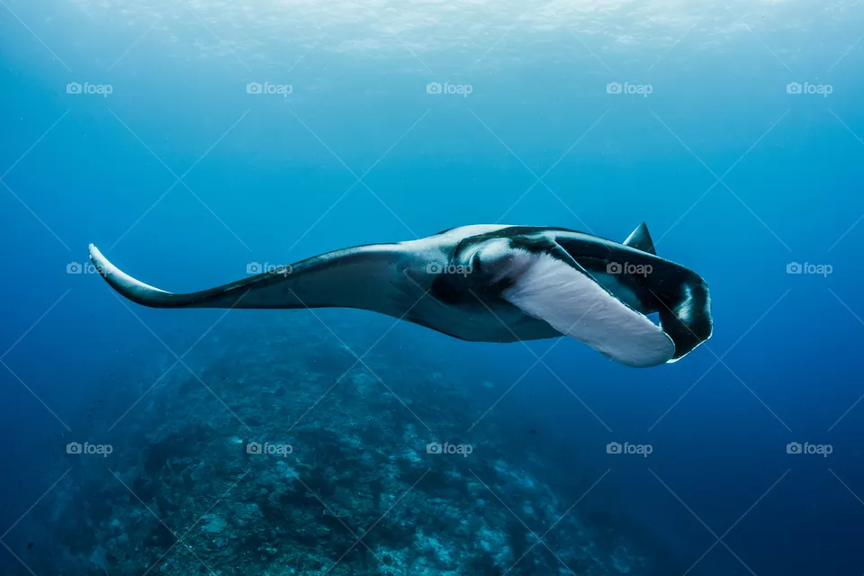 Close encounter with a Giant oceanic Manta ray, swimming over the healthy reef in Raja Ampat, Indonesia. 