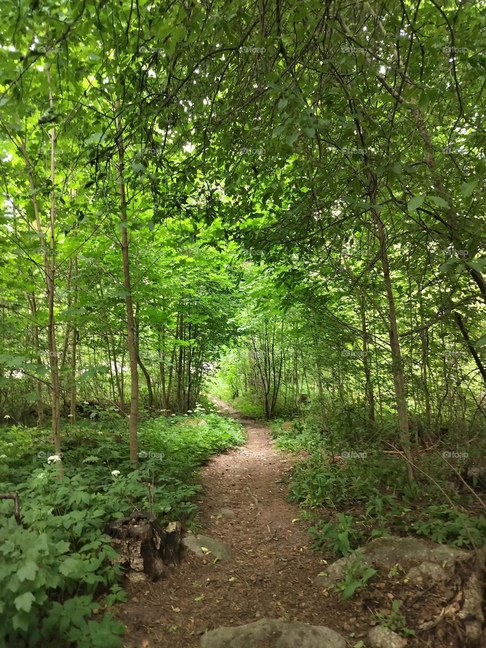 path in the forest