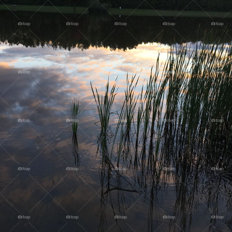 Marshy reflection 