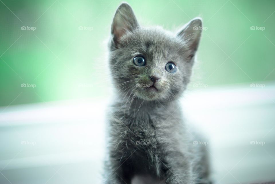 Gray Manx Kitten Sitting in Front of Window