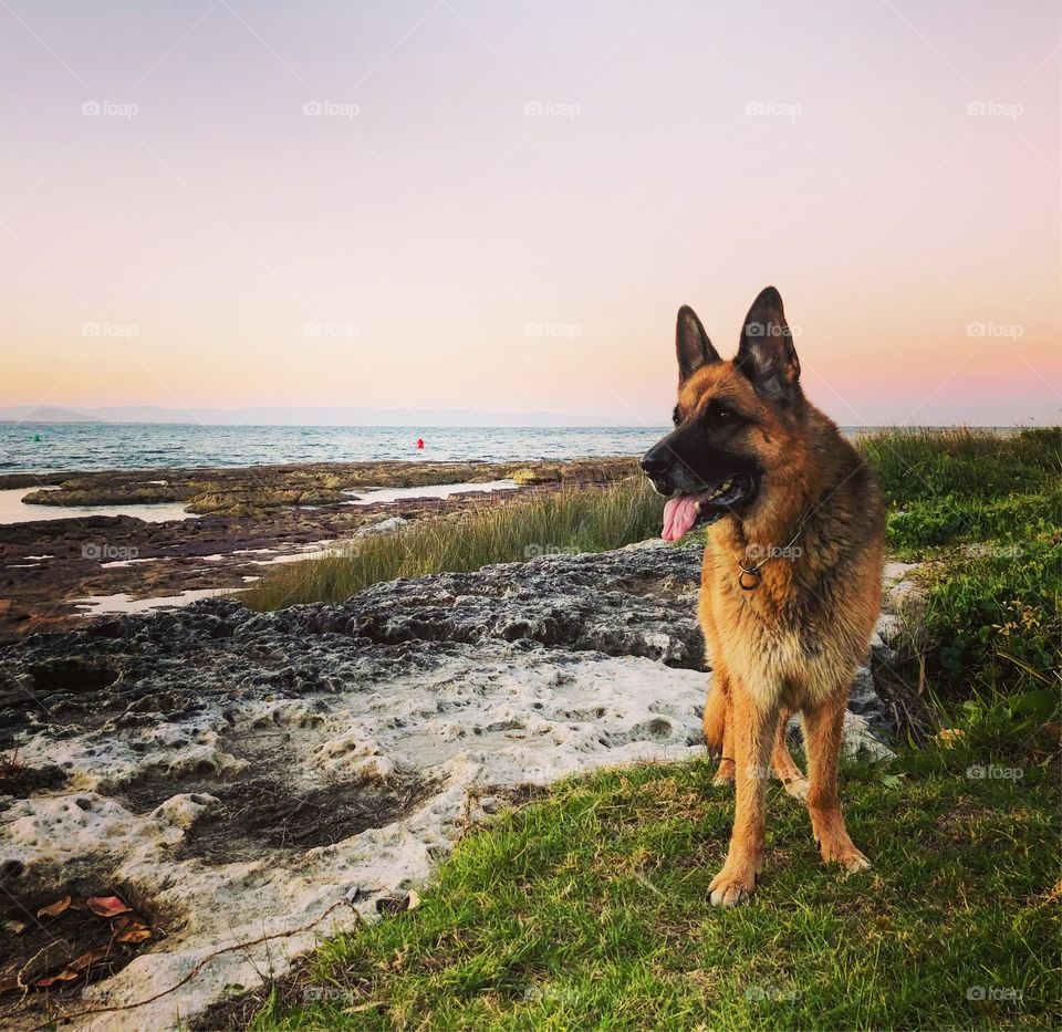 German Shepherd at the beach 