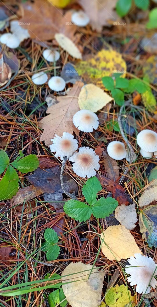 beautiful mistic mushrooms autumn time , top view