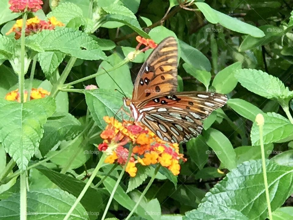 Butterfly drinking nectar 