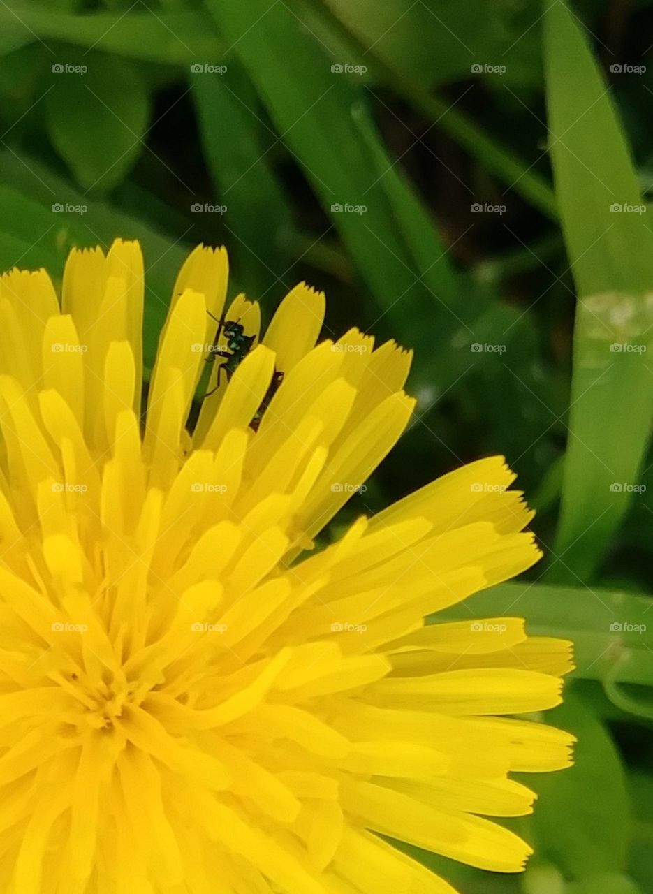 insect in dandelion petal