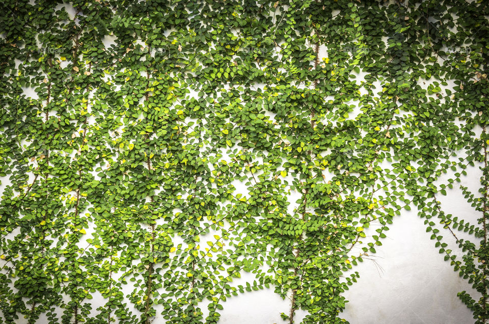 Green plants on concrete wall