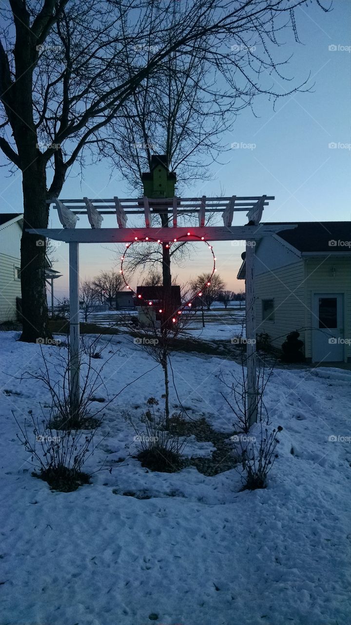 Winter, Snow, Cold, No Person, Tree