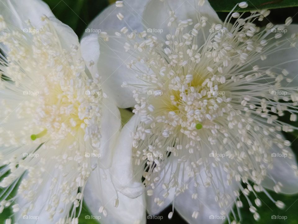 Guava trees blossoms