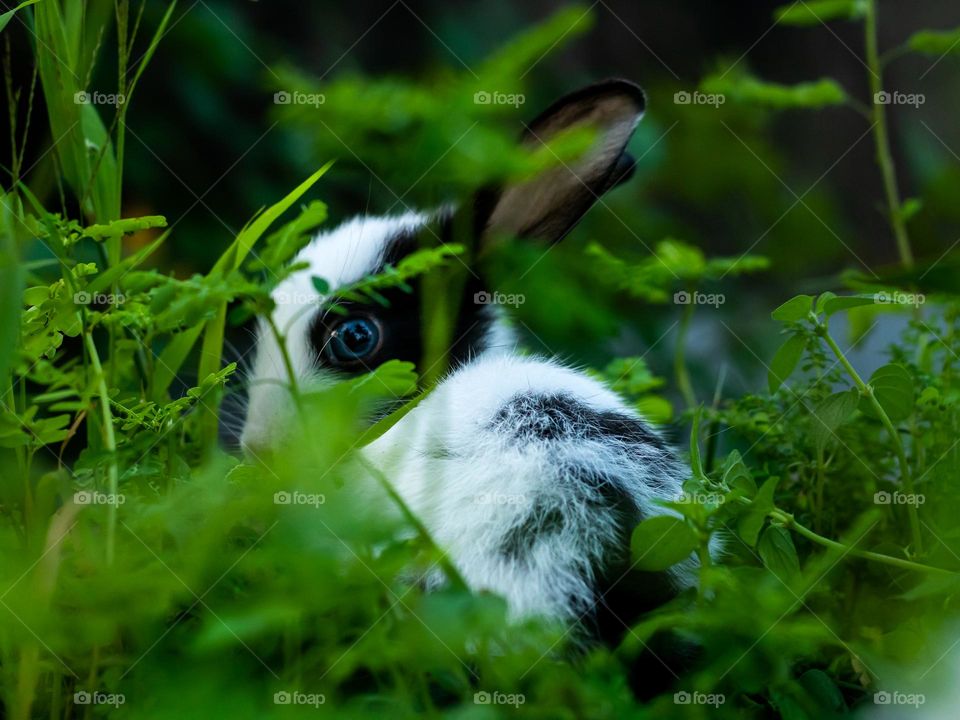 Adorable Cute Bunny