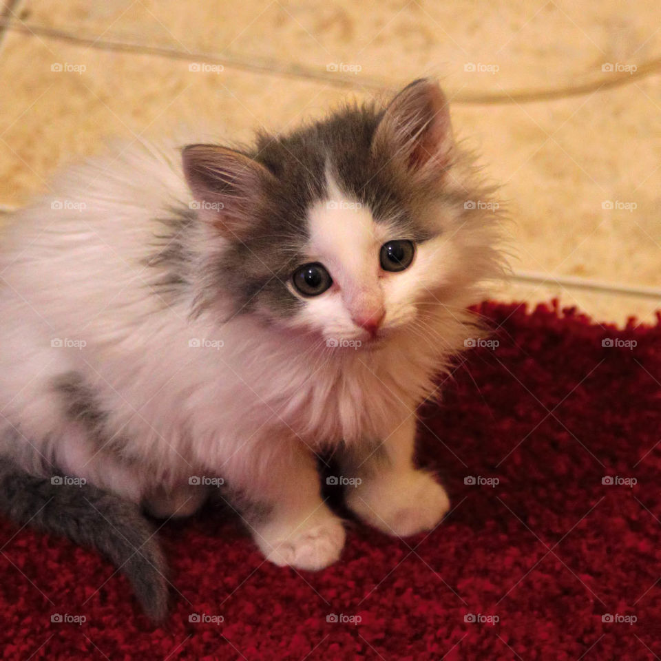 Cute Baby Kitten. posing innocently distracted by the lense