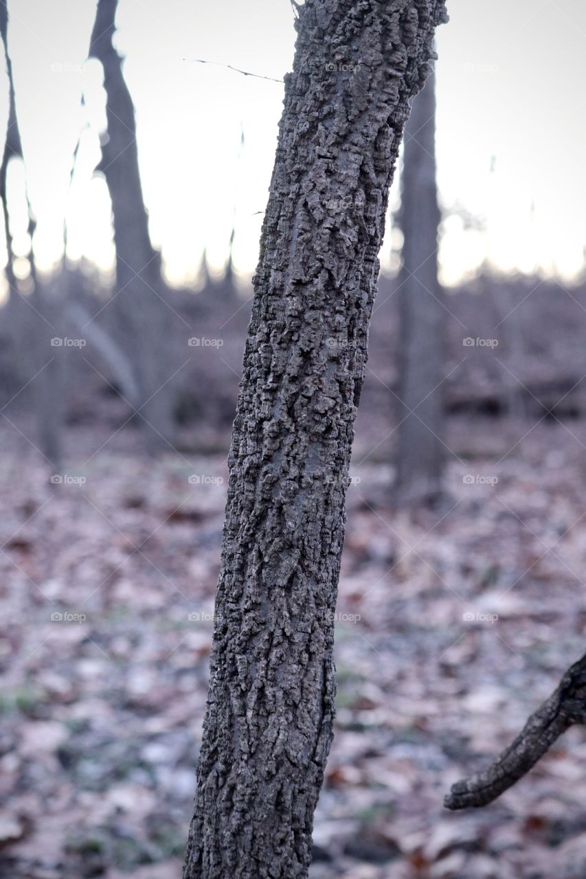 A tree standing tall in the forest. The ground covered with leaves.