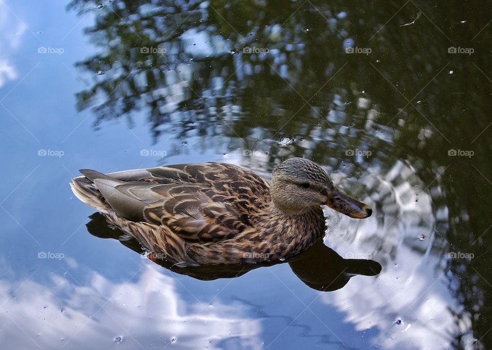 Mallard duck swimming in river