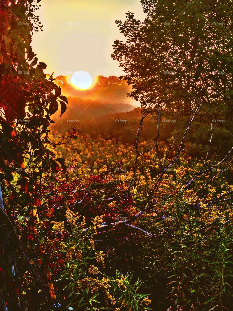 Leaf, Fall, Nature, Sun, Tree