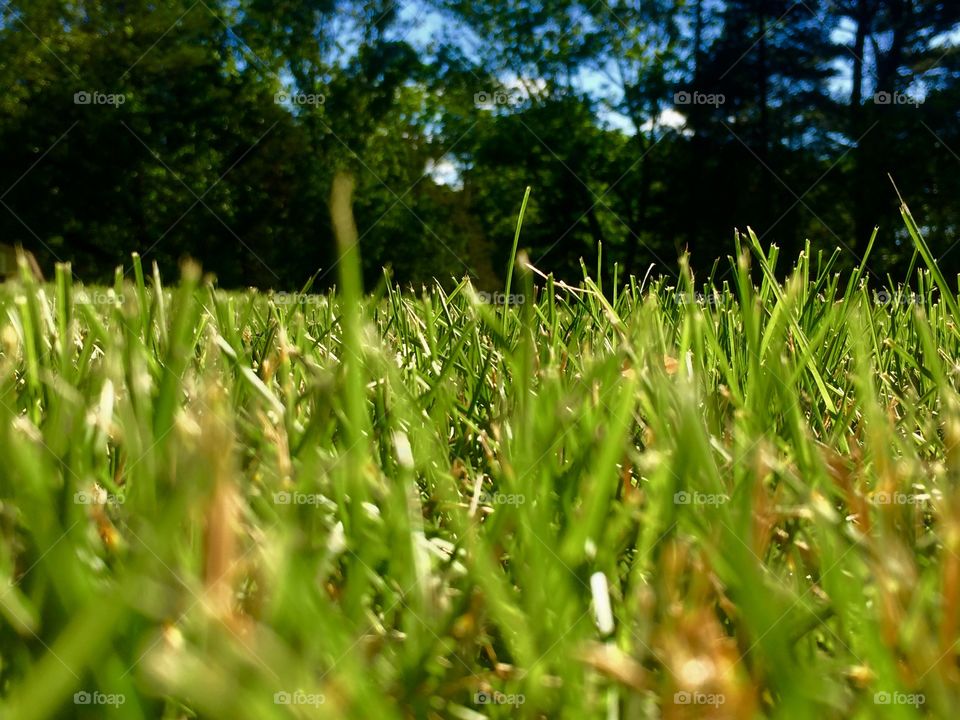 Grass Yard