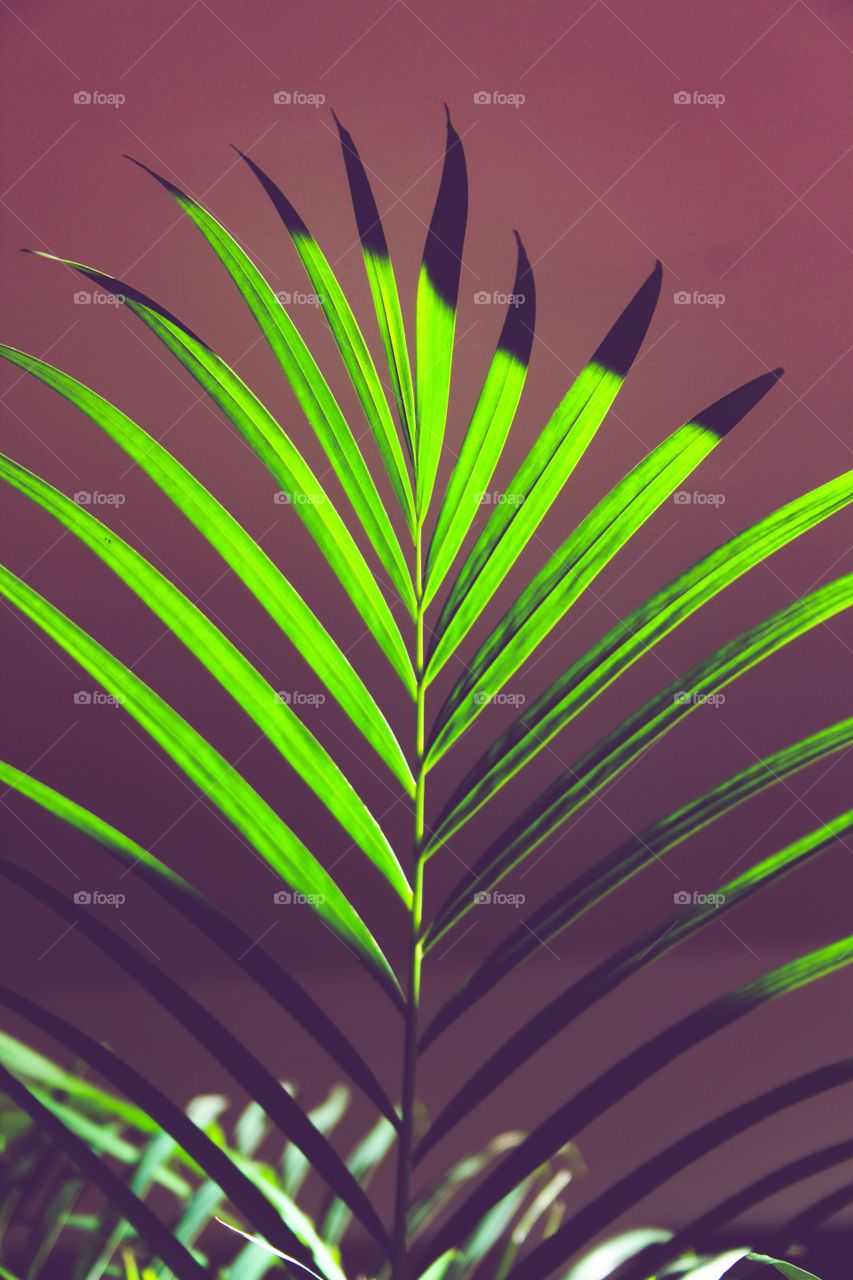 Palm leaf