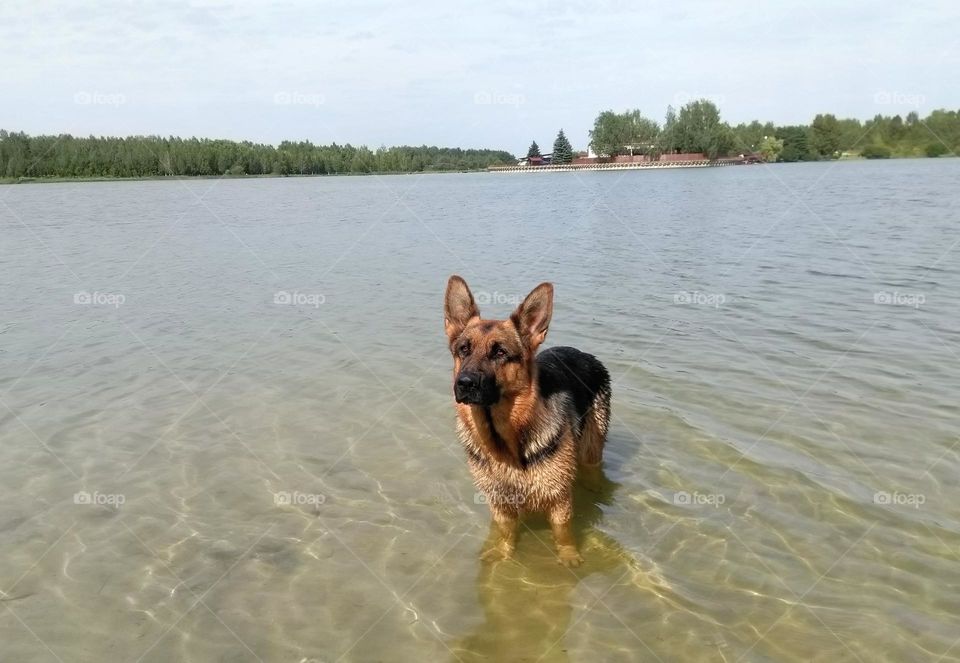 dog in water lake, mobile photography