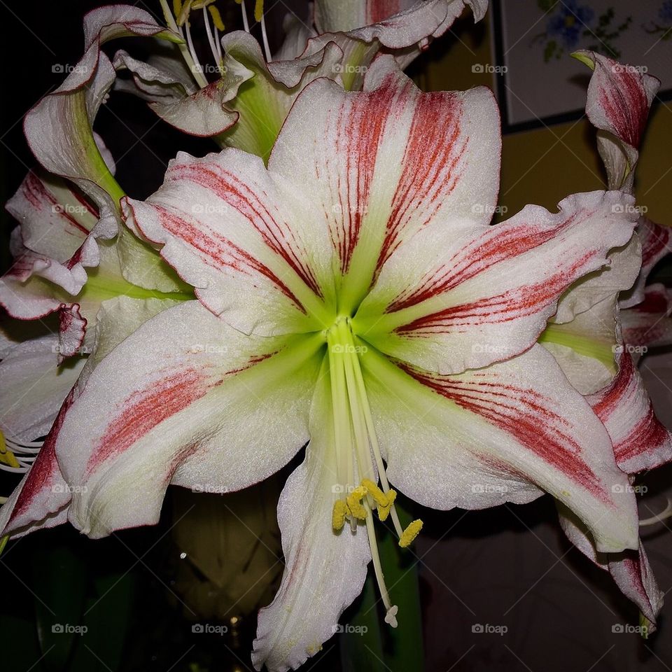 Amaryllis 