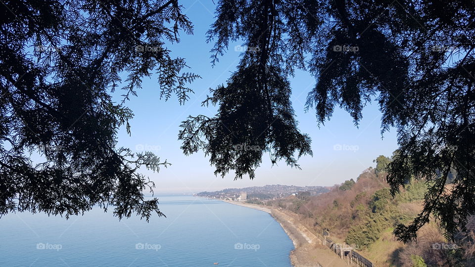 forest sea mountains