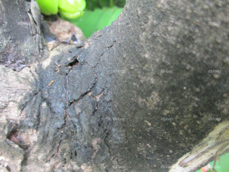 grey bark trees