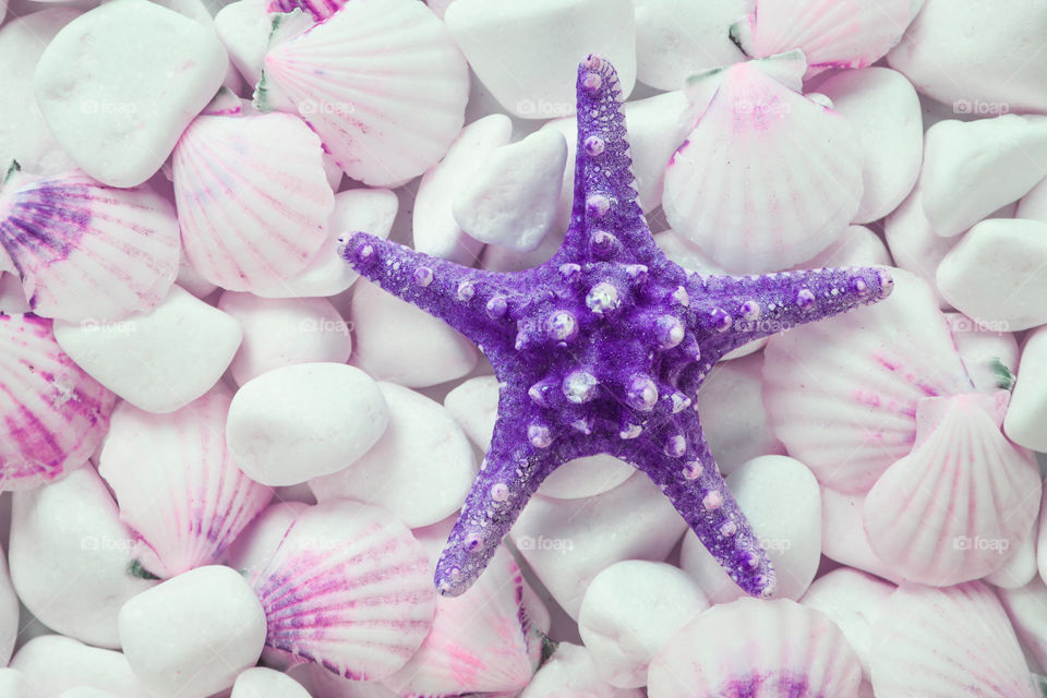 seashells and starfish on a background of white stones