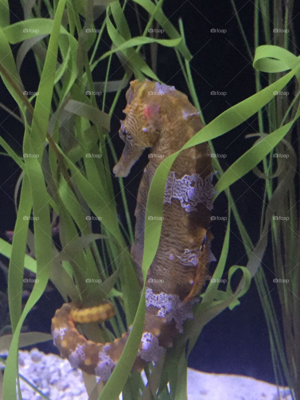 Relaxing seahorse