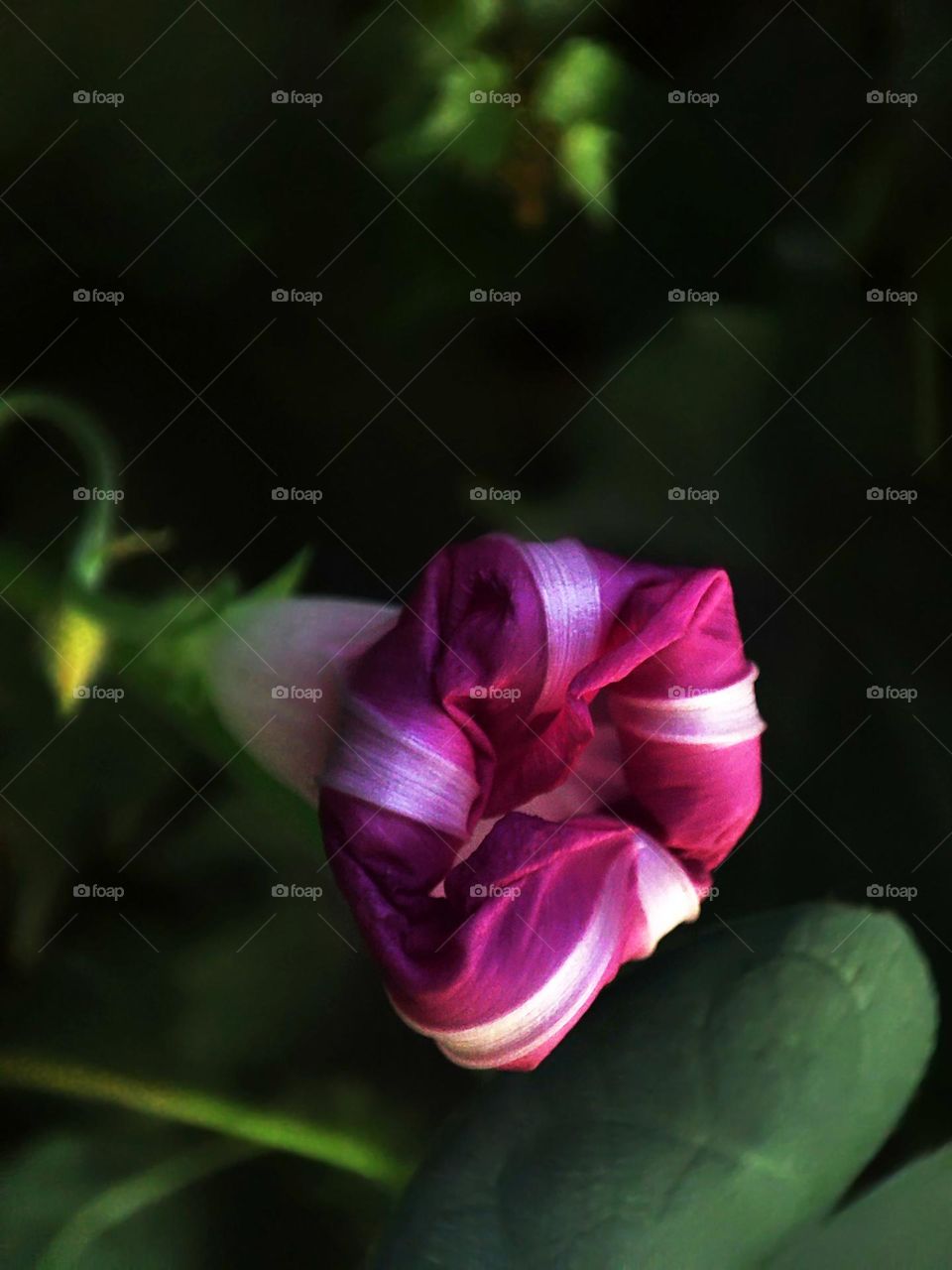Macro photo of flower growing in the garden