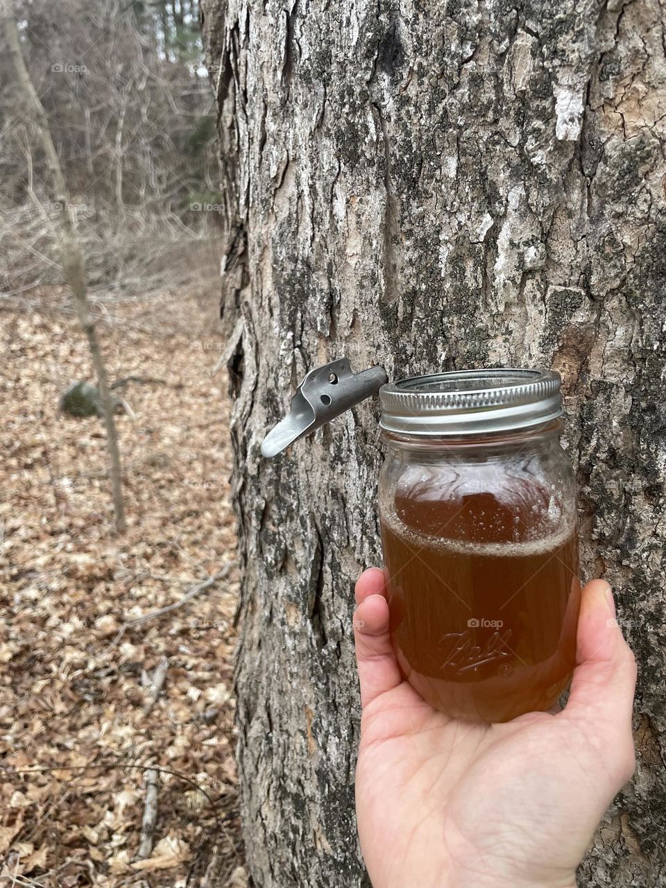 Maple tap with jar of maple syrup in hand