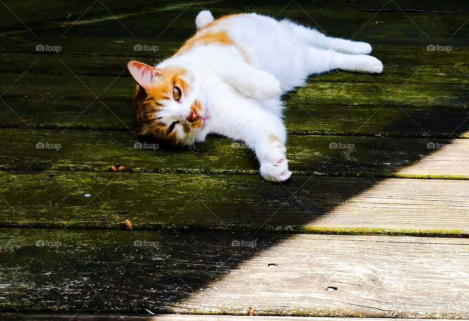 Orange and White Cat