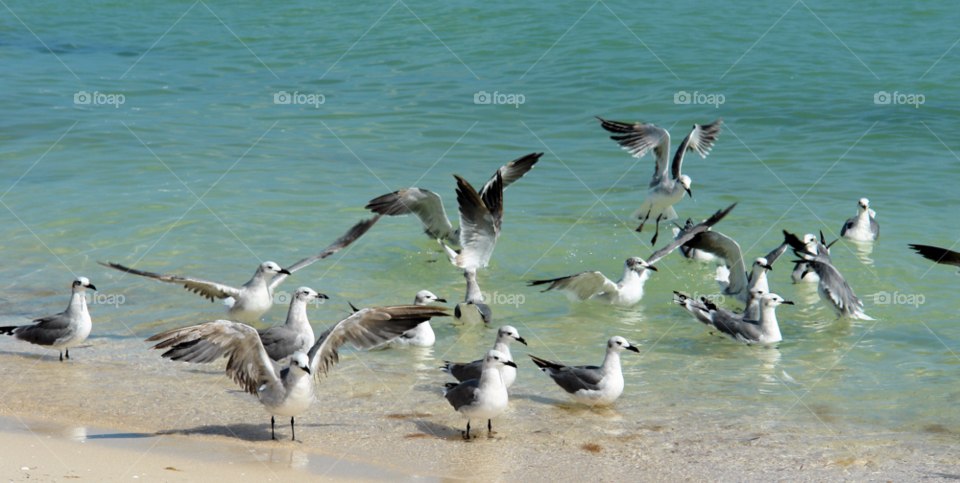 beach ocean birds water by javiercorrea15