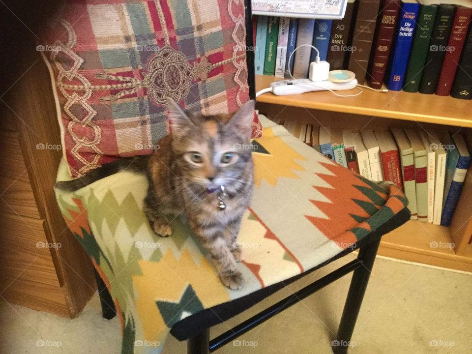 Family super pet  Pepper the kitty 