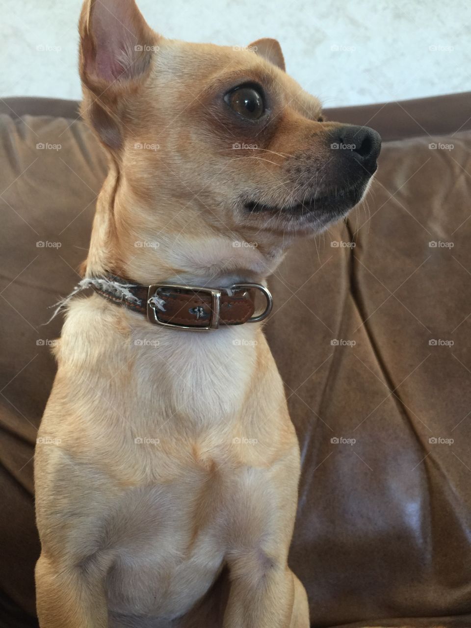 Chihuahua tall profile 