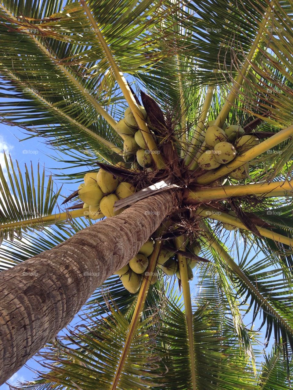 Coconut palm 