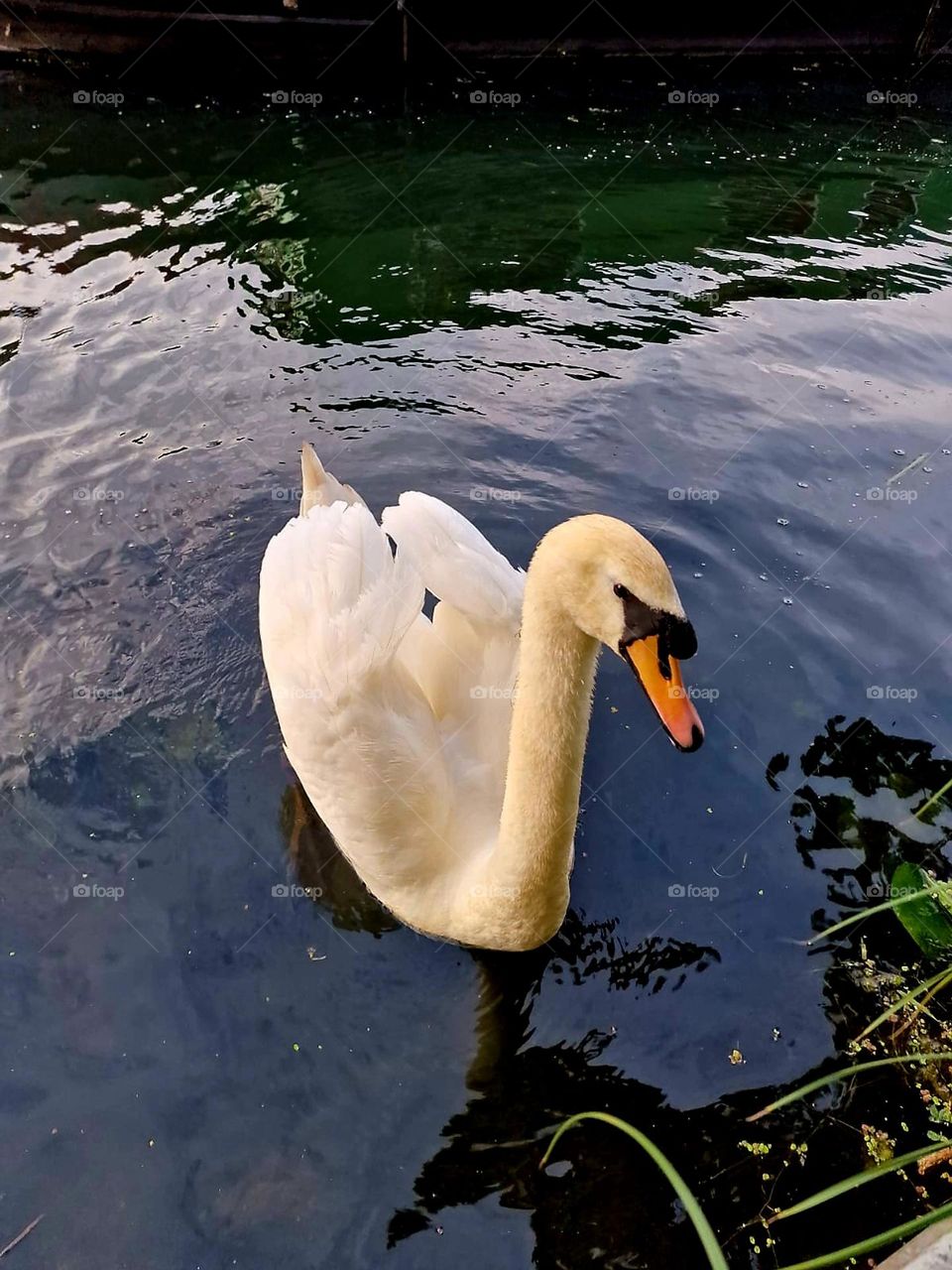 Swan