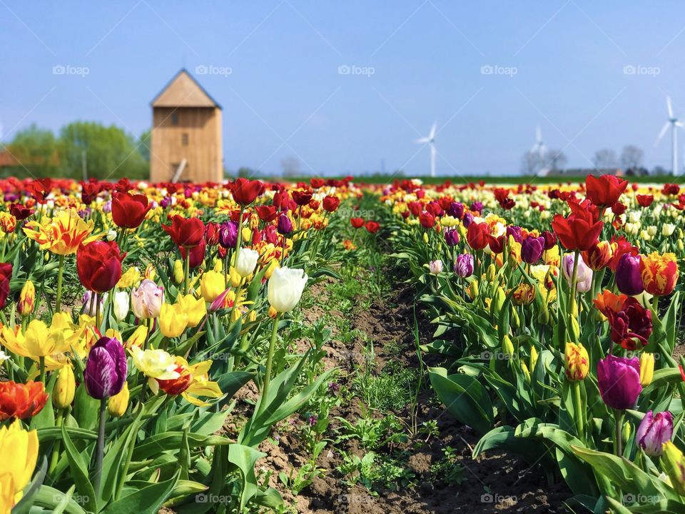 Tulips