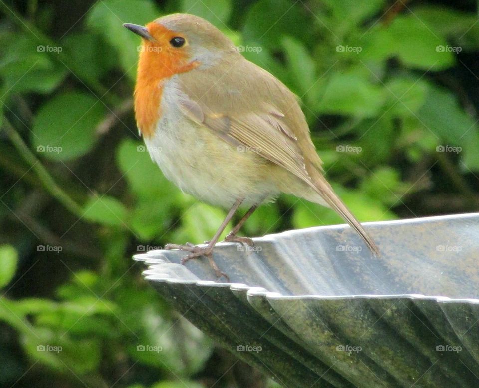 Robin perched on the edge of a bird bath