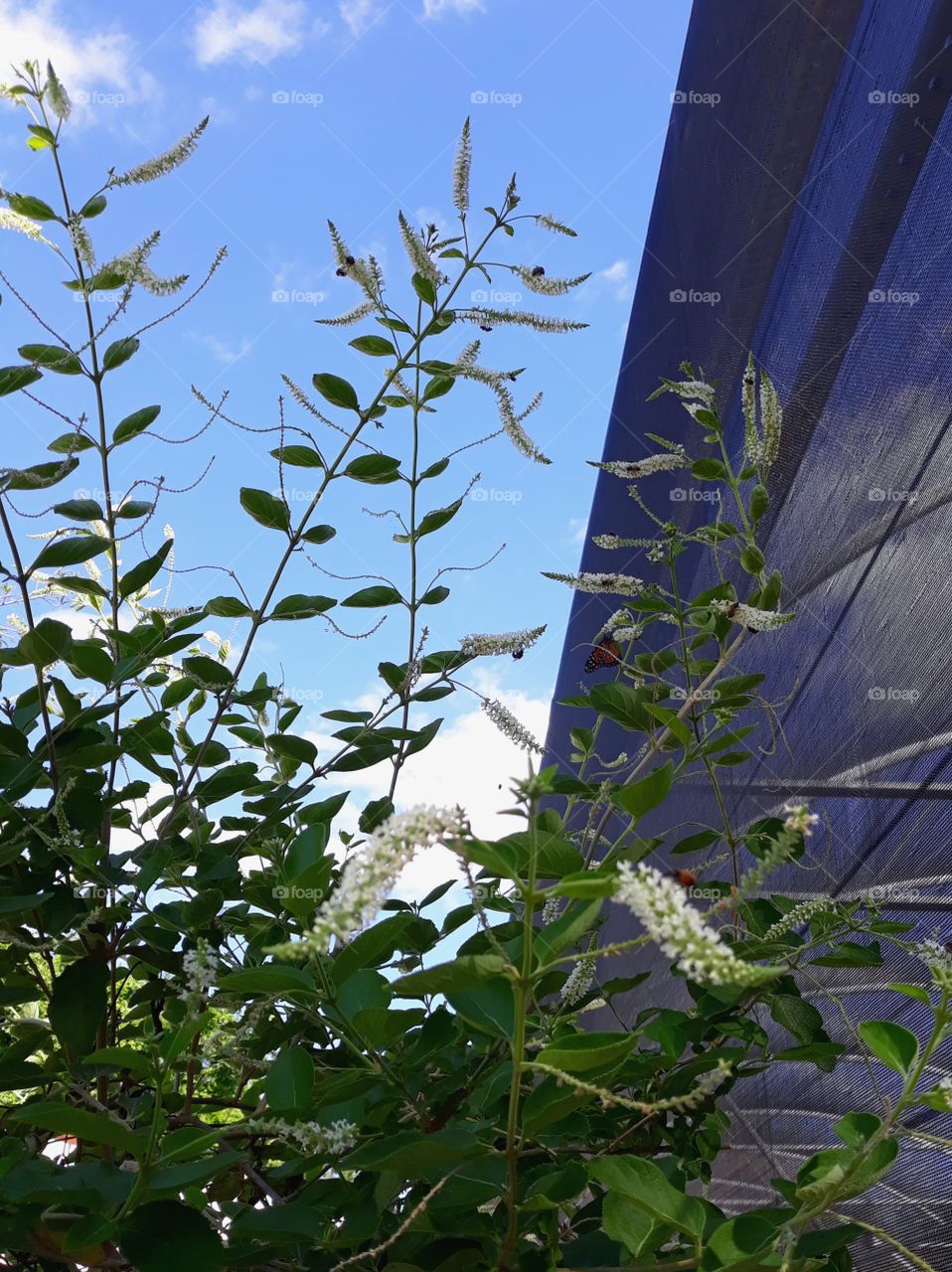 Sky and flora in brazilian garden
