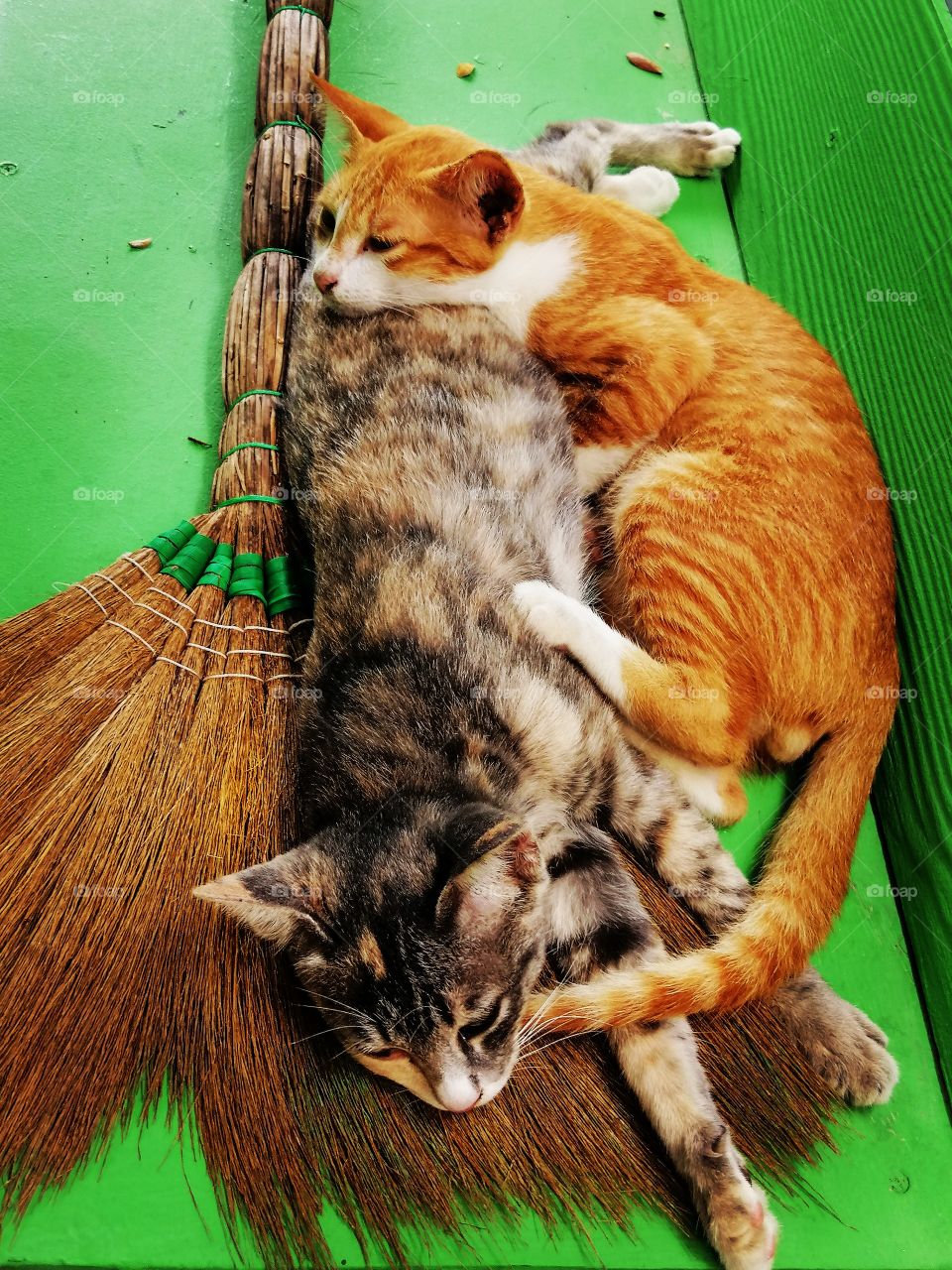 Two kittens sleeping on a broom