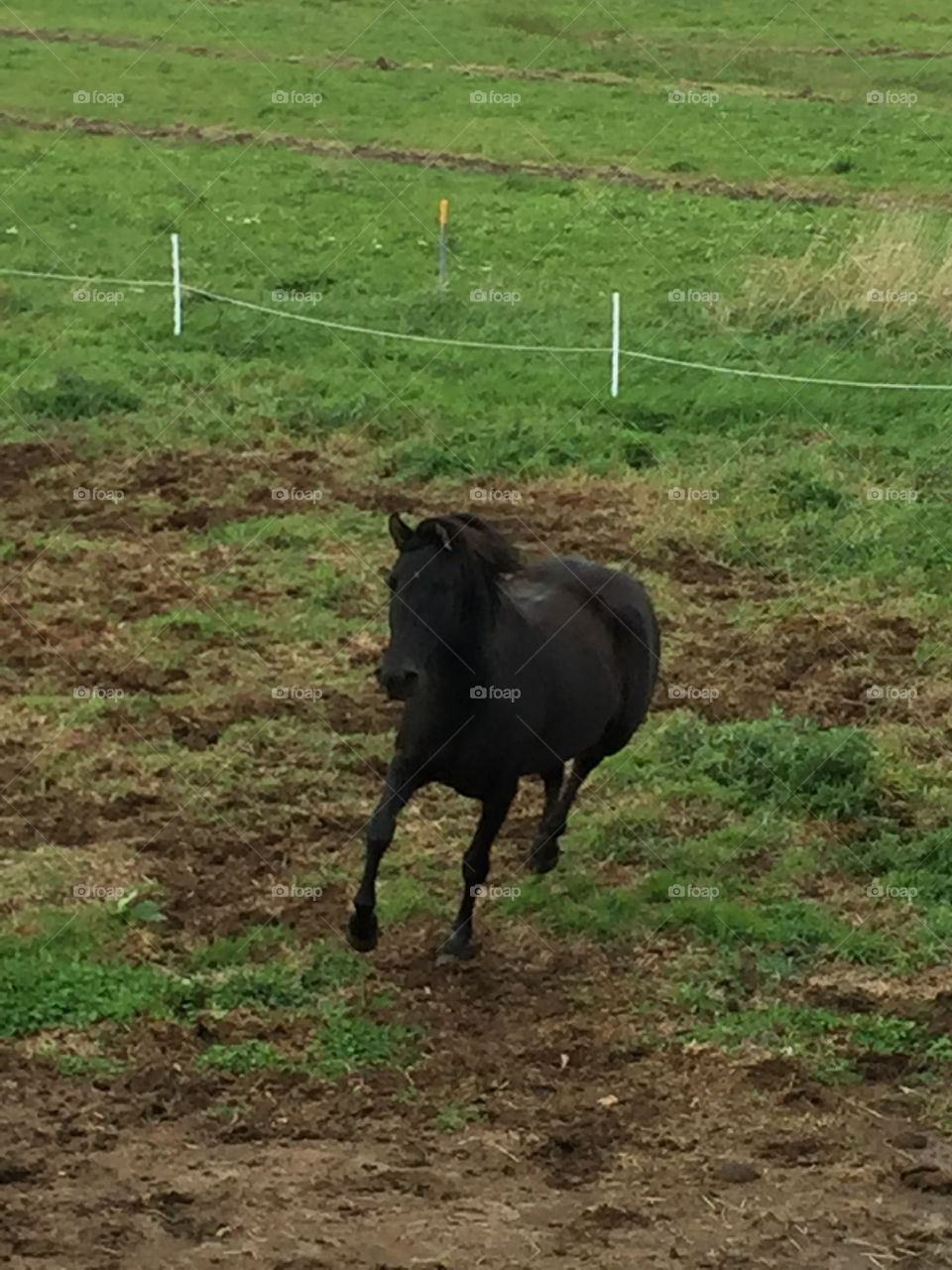 Horse running 