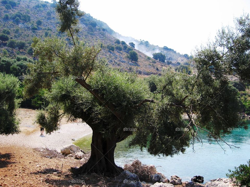 Olive tree Greece
