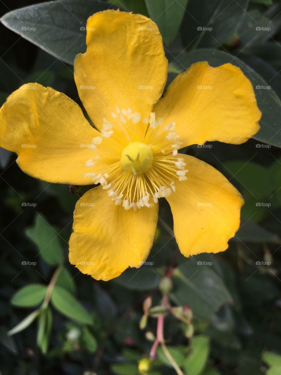 Hypericum Flower