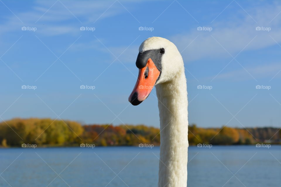 swan look portrait on a blue sky autumn background