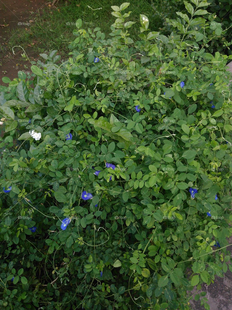 Blue flowers in green
