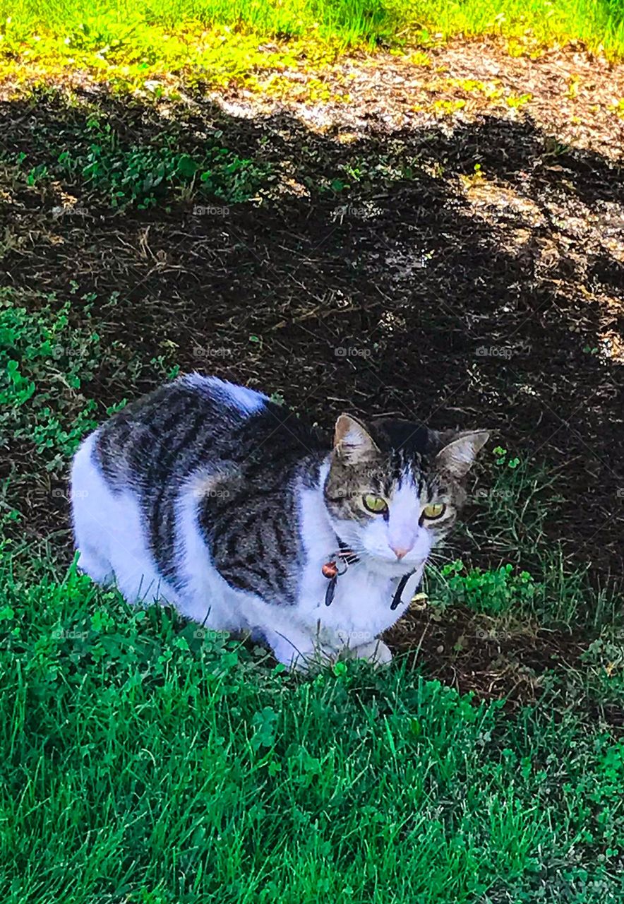 An adorable cat sitting peacefully in the shade on a hot afternoon. It is merely relaxing to stay cool under a tree. 