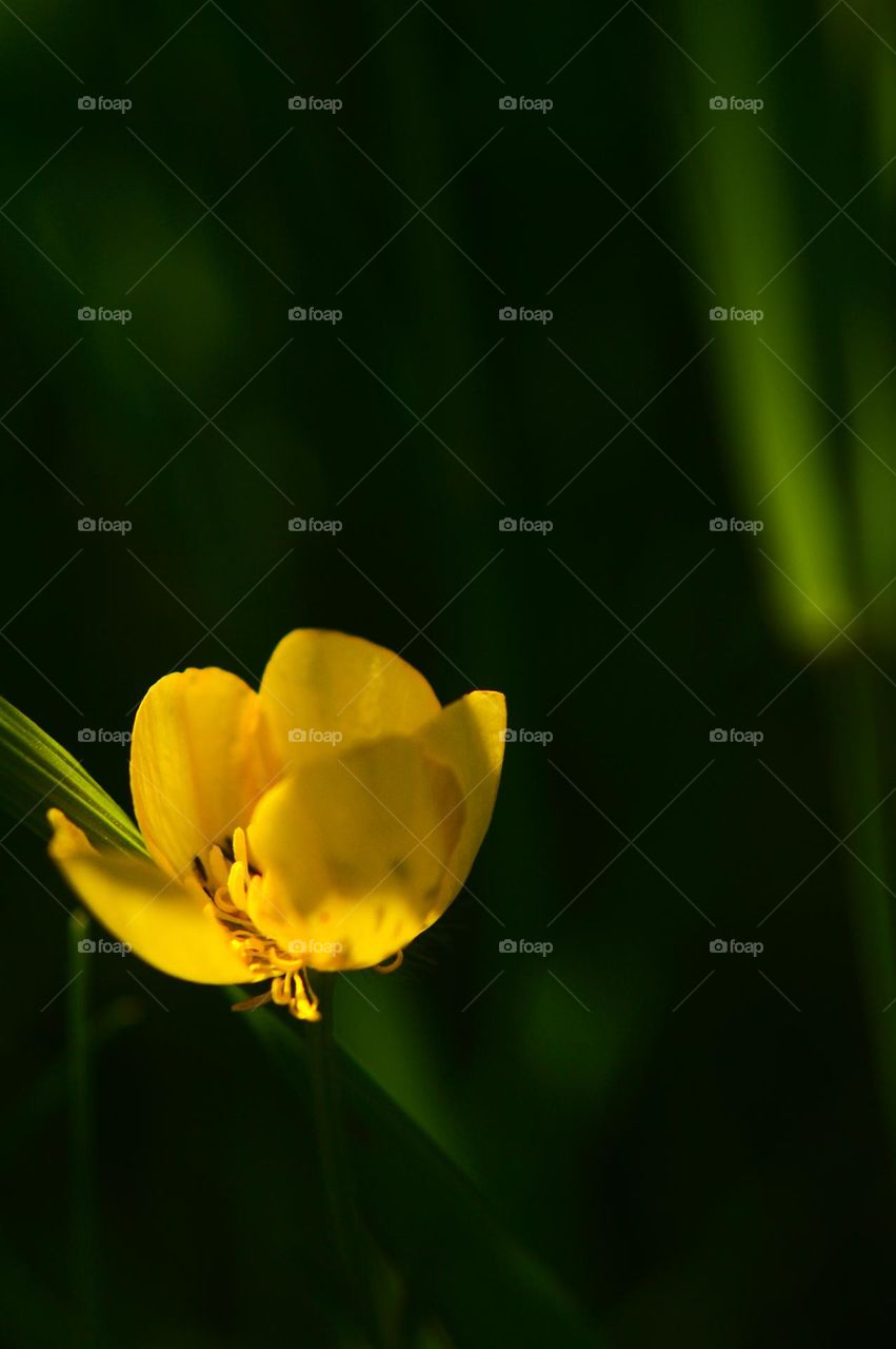 Yellow meadow flower