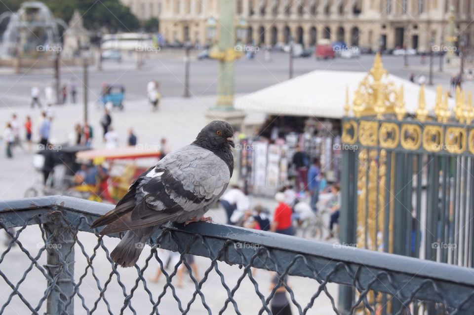 Parisian pigeon 
