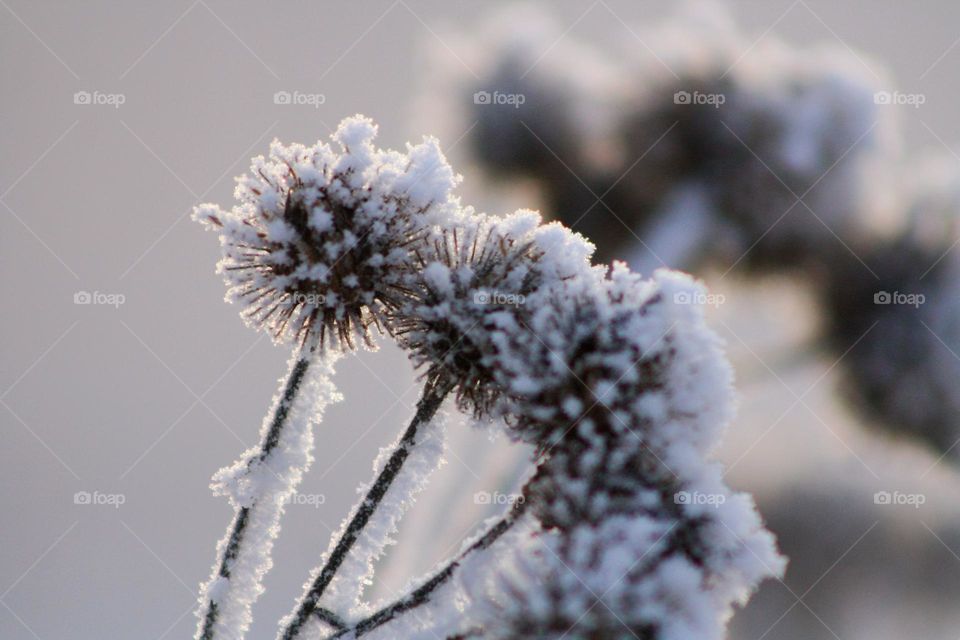 Snow thorns