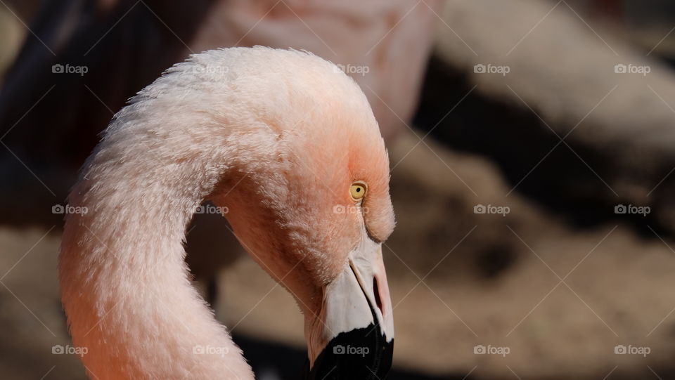 Flamingo eye