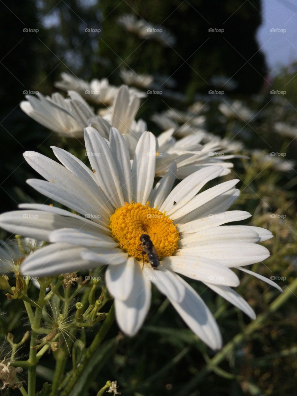 Nature, Flower, Flora, Summer, Garden