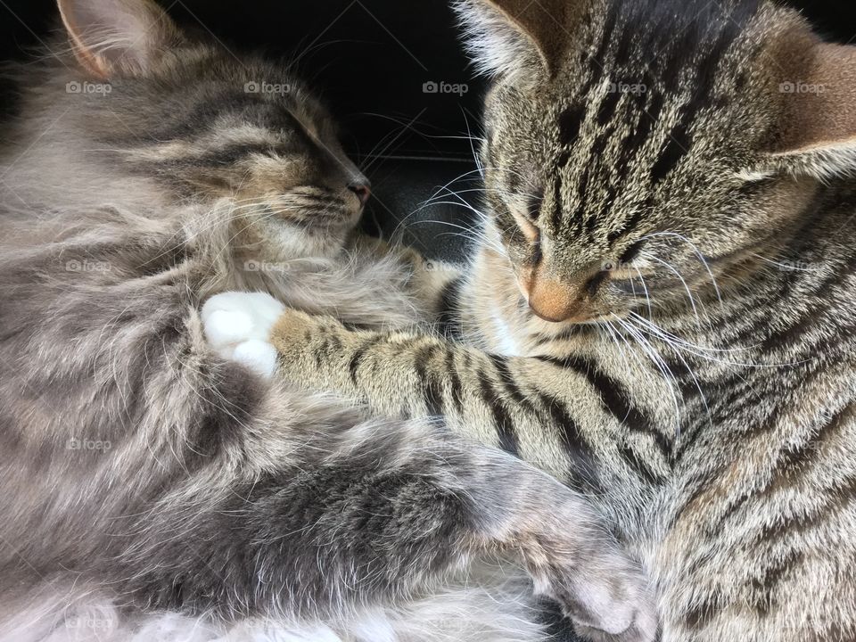 Sleeping cats
