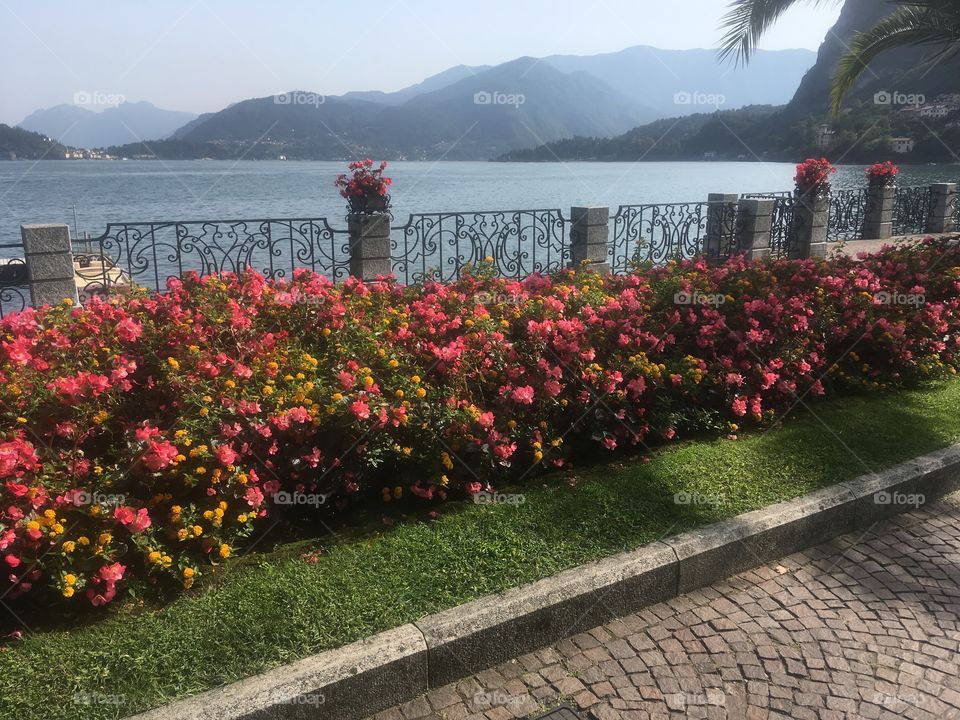 View across Lake Como, Italy, from the waterside path in Menaggio. Overlooking grass, flowers and railings in the foreground and lush hills in the background across the water. Enjoyed in Summer.